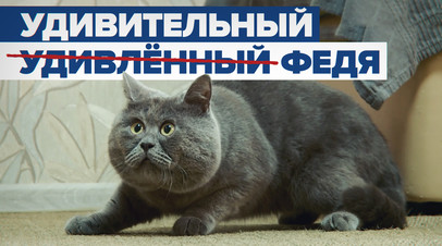 Звезда соцсетей и зарубежных СМИ: как живёт удивлённый кот Федя из Ростовской области