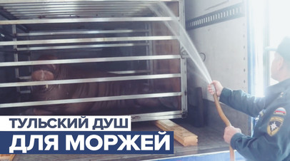 Освежающий душ для моржей: как тульские пожарные спасли ластоногих от жары