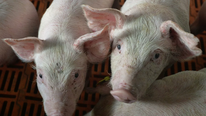 В районе Приморья ввели режим ЧС из-за вспышки африканской чумы свиней