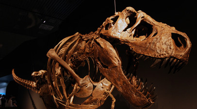 Скелет тираннозавра рекса