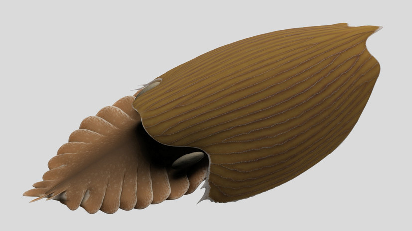 «Плавающая голова»: палеонтологи обнаружили останки нового вида морского животного кембрийского периода