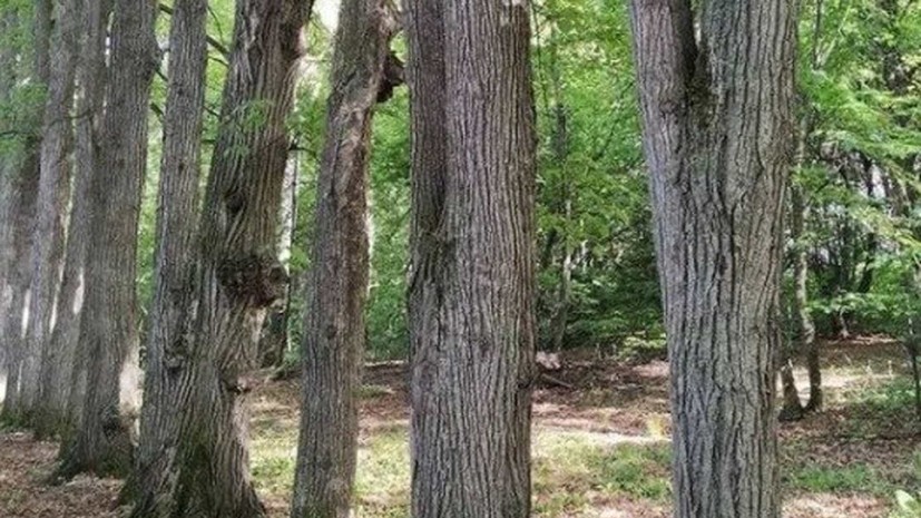 В Татарстане признали объектом культурного наследия парк усадьбы Нарышкиных — Паулуччи