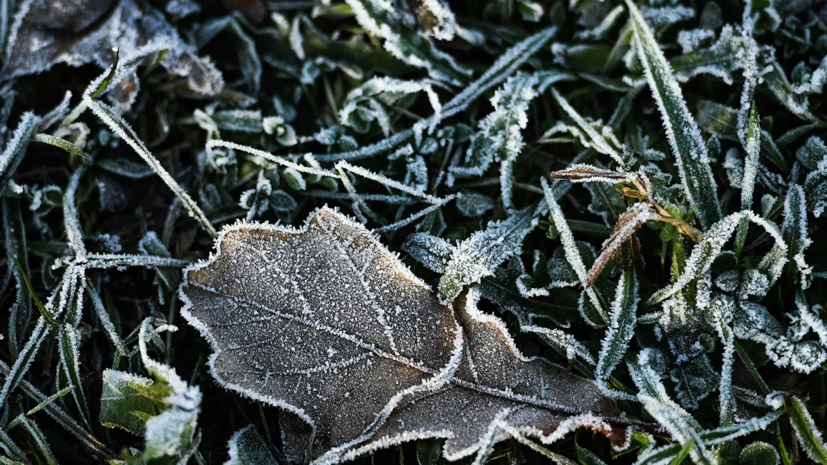 В Свердловской области в ближайшие дни ожидаются заморозки до -5 °С