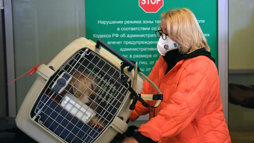 В Госдуме прокомментировали ситуацию с перевозкой домашних животных