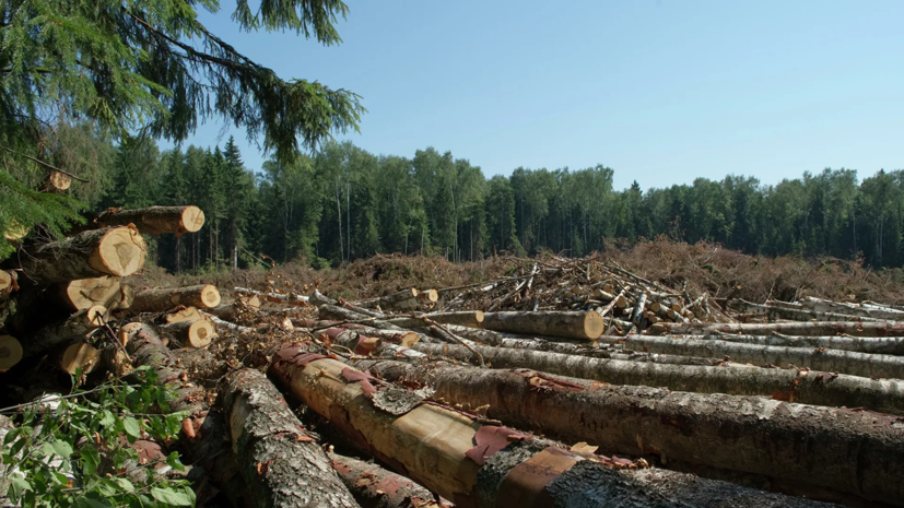 В Иркутской области завели дело по факту контрабанды леса в Китай