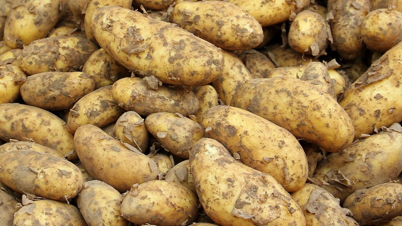 В Минсельхозе рассказали о мерах по увеличению объёма производства картофеля в России