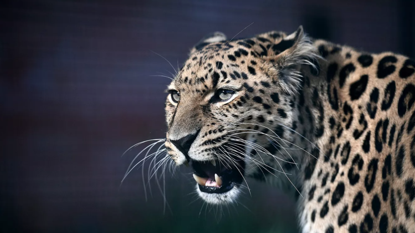 Число дальневосточных леопардов в дикой природе превысило отметку в 120 особей