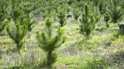 В лесничествах Оренбургской области высадят более 2 млн деревьев
