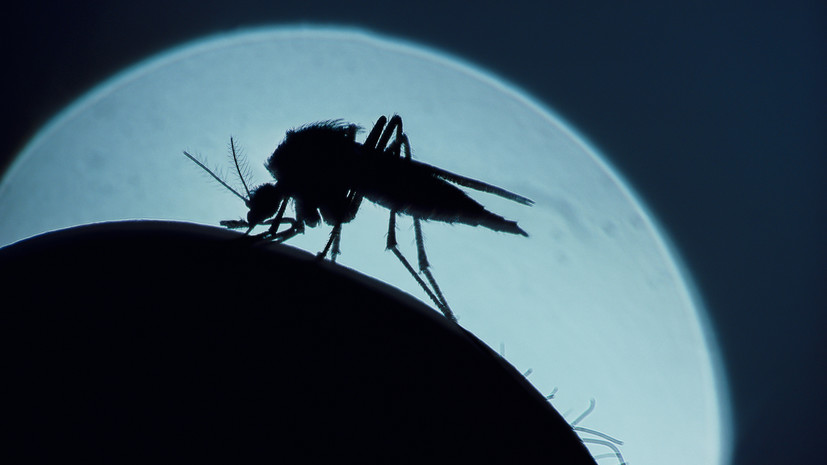 Энтомолог Ганушкина назвала возможные последствия комариных укусов