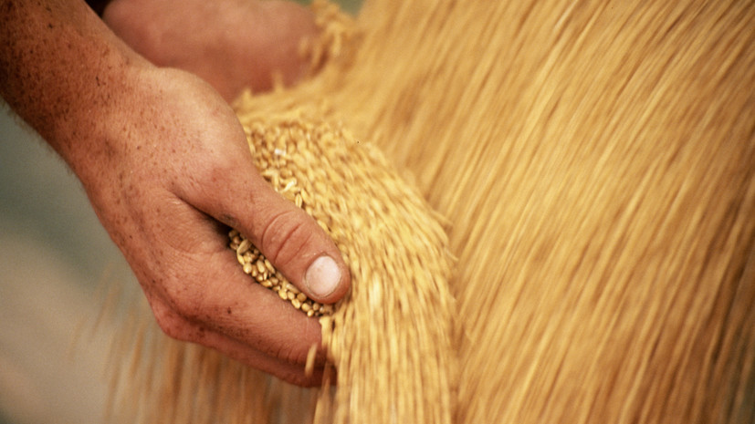 Афганистан приостановил экспорт пшеницы