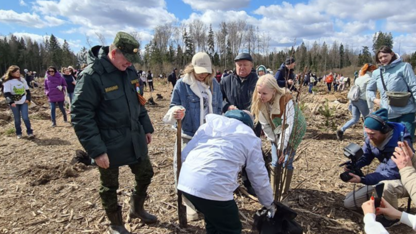 В Подмосковье высадили более 334 тысяч деревьев в рамках акции «Лес Победы»