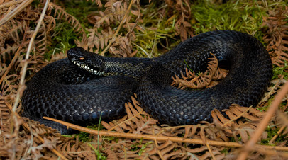 Герпетолог Черлин дал рекомендации на случай встречи со змеями на природе
