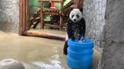 Панда  Жуи в Московском зоопарке играет с бочкой воды — видео