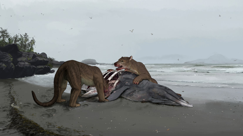Челюсть тартароциона: учёные открыли новый вид вымерших медведесобак