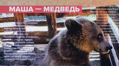 Семья приютила медведицу, работавшую на фотосессиях