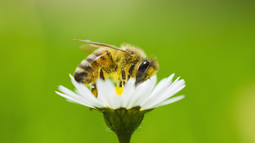 Аллерголог Щепеляев рассказал, чем опасны укусы пчелы, осы или шмеля