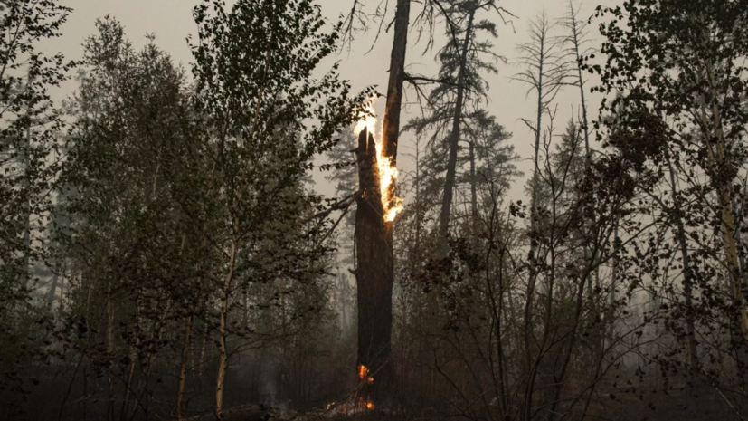 В МЧС по Самарской области рассказали, как избежать пожаров в лесу