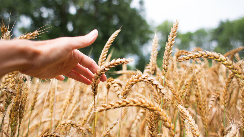 Аналитик Тюрина объяснила сообщения о решении Египта касательно покупки пшеницы с Украины