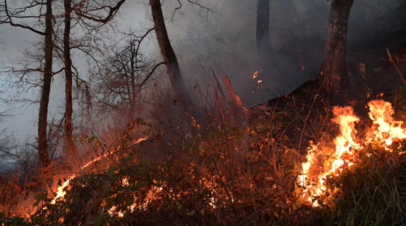 В  Удмуртии объявили высокую пожароопасность в лесах до 11 июля