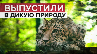 Трёх леопардов выпустили в дикую природу в Северной Осетии