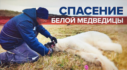 Ветеринары спасли медведицу, в пасти которой застряла жестяная банка видео
