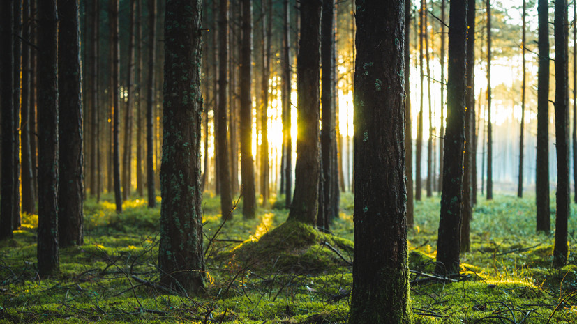 В Мурманской области рассказали о планах по восстановлению лесов