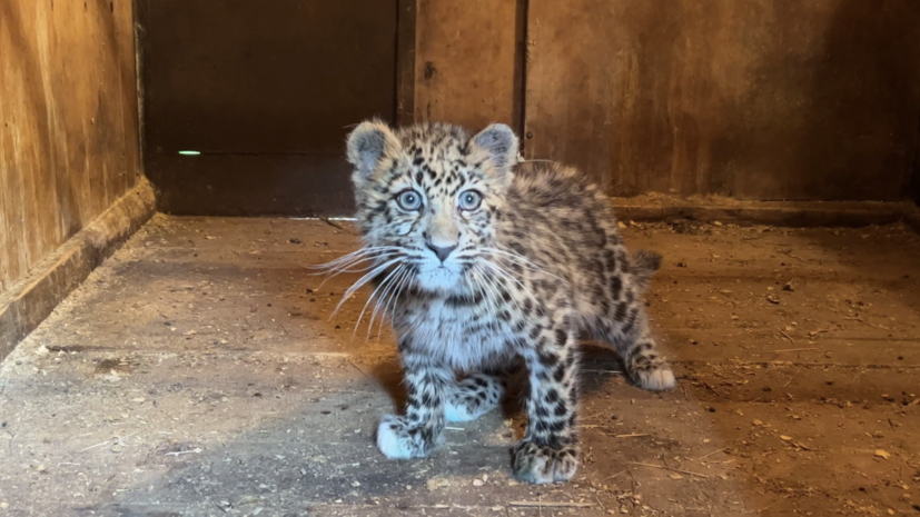 В Приморье спасли детёныша дальневосточного леопарда