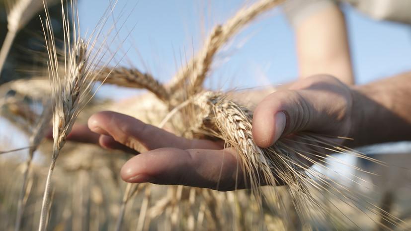 Директор ИКАР спрогнозировал рекордный урожай зерновых в России в 2022 году