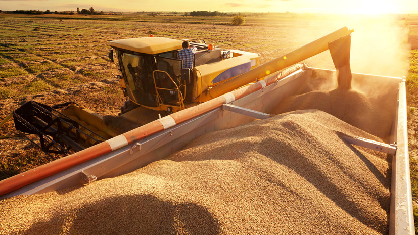 В Ростовской области собрали 14,5 млн тонн ранних зерновых культур