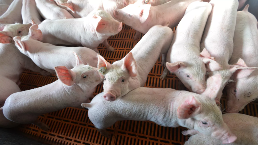 Около столицы Молдавии выявили очаг африканской чумы свиней