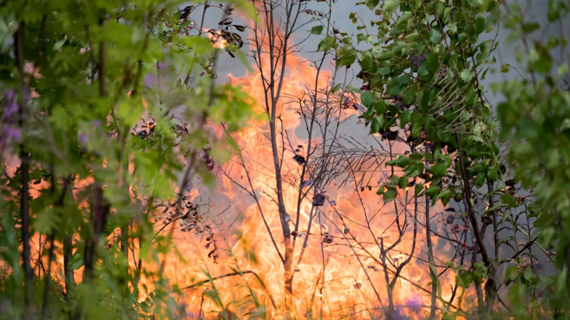 Режим ЧС введён ещё в одном районе Рязанской области из-за пожаров