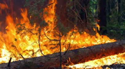 Площадь  лесного пожара в Рязанской области составляет примерно 500 га