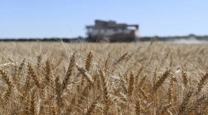 Зеленский: в рамках сделки по зерну Украина экспортировала 1 млн тонн сельхозпродукции