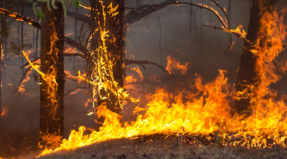 В Нижегородской области чрезвычайная пожароопасность лесов продлится до 14 сентября