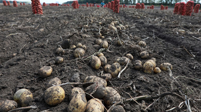 Заменит зарубежные аналоги: российские учёные создали комплекс оборудования для картофельного семеноводства