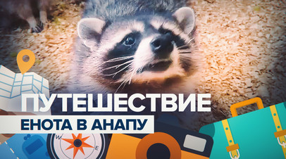 Серьёзный зверь: брошенный енот Зайка переехал в домашний зоопарк в Анапе