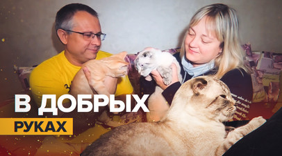Семья из Иванова спасла около 80 кошек из разрушенного Мариуполя