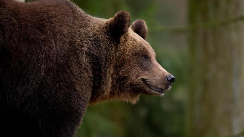 Голодные дикие медведи объедают жителей Греции