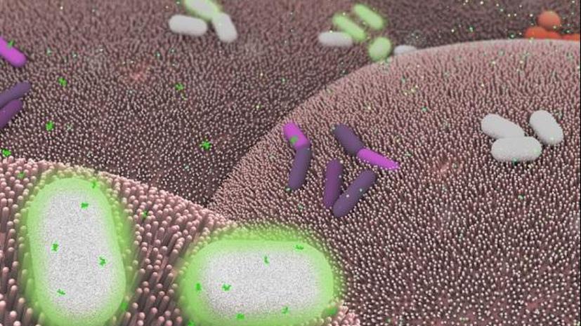 Исследование: Генетически модифицированные бактерии помогут диагностировать и лечить рак