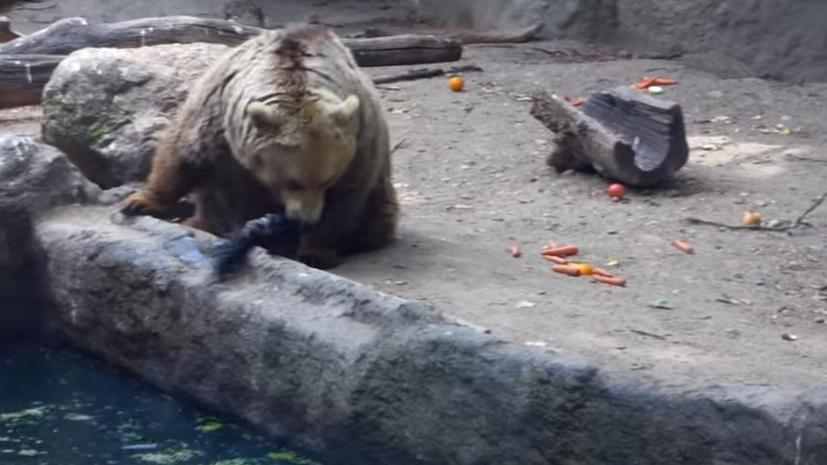 Медведь спас от гибели тонущую ворону в зоопарке Будапешта