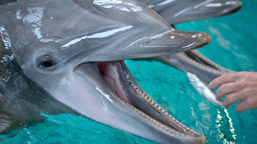 Украинские боевые дельфины уплыли в самоволку
