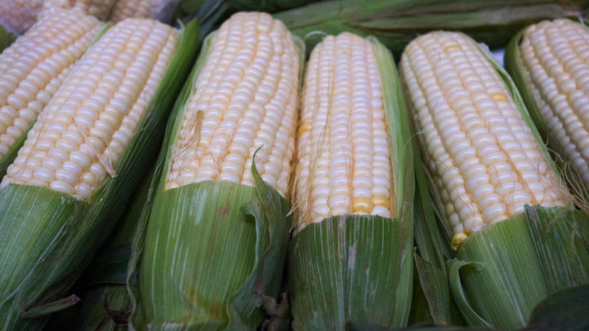 США из-за скандала с ГМО лишились 85% экспорта кукурузы в Китай