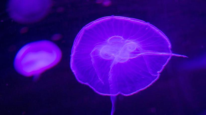 Ядовитые медузы угрожают любителям тайских курортов
