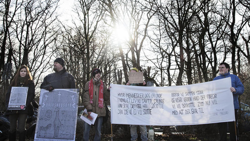 В датском зоопарке, где ранее убили жирафа Мариуса, умертвили четырёх львов