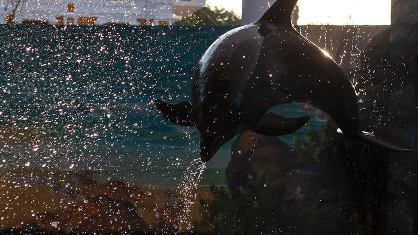 В Санкт-Петербурге построят дельфинарий и океанариум