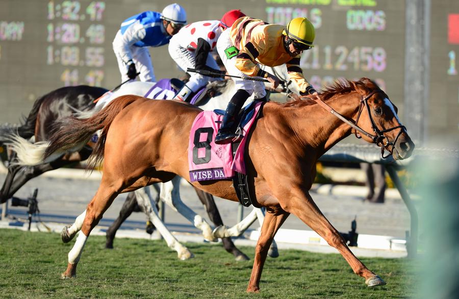 Смерть на ипподроме: «Секретный компас» лишился жизни во время турнира Breeders Cup
