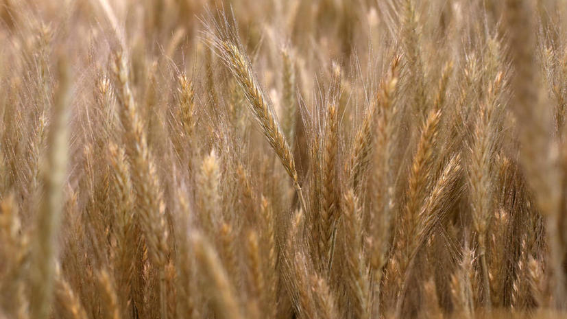 Учёные из Кембриджа создали высокоурожайную пшеницу