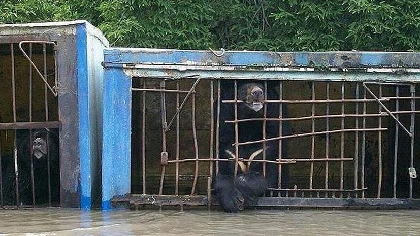 В Уссурийске оказался затоплен зоопарк, несколько животных погибли