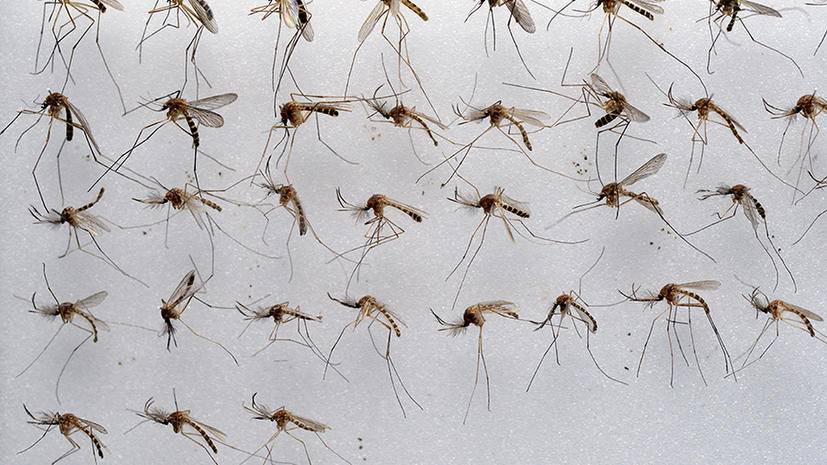 Голландские ученые: Комары не боятся ультразвука
