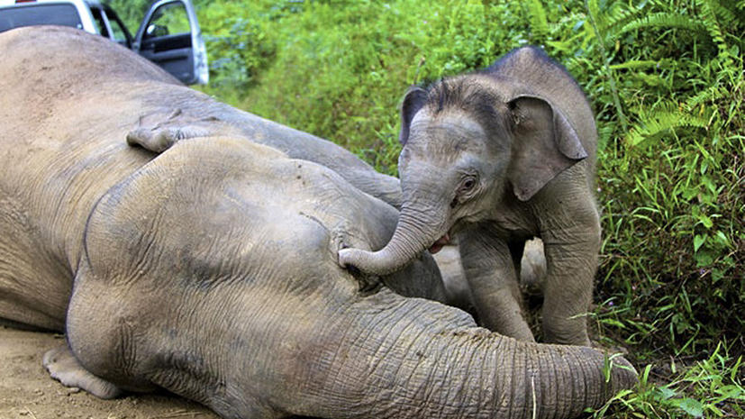 В Малайзии неизвестные травят карликовых слонов